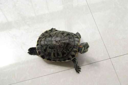 甲鱼乌龟速辨别，保障安全促服务