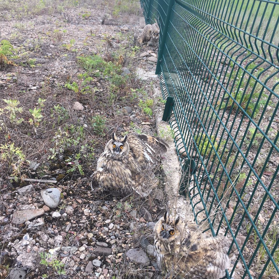 阿尔山机场救护国家级野生动物猫头鹰