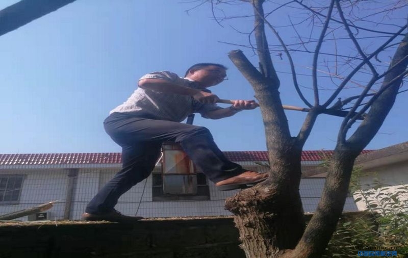 黄山机场蓝服公司党员活动日组织党员清理超高树木