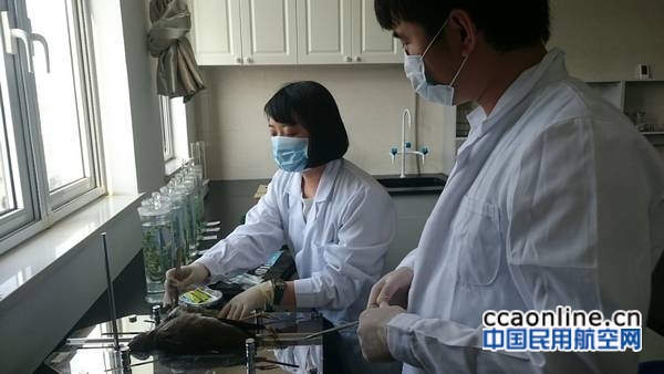 天津机场建立国内首个鸟击生态综合防控实验室