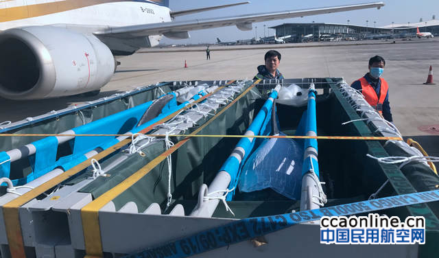 石家庄机场完成7头进口海豚航空运输保障任务