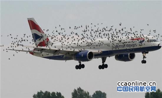 昆明机场建立中国首个机场威胁性鸟类防控中心