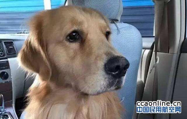 托運(yùn)金毛犬死亡，東航：按每公斤100元賠償
