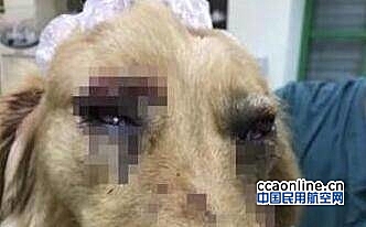 宠物犬托运途中闯入机场禁区 被打成重伤狗主人质疑