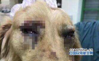 寵物犬托運(yùn)途中闖入機(jī)場(chǎng)禁區(qū) 被打成重傷狗主人質(zhì)疑