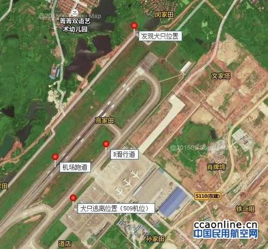 武汉天河机场回应“打狗事件”：8人参与围捕40多分钟