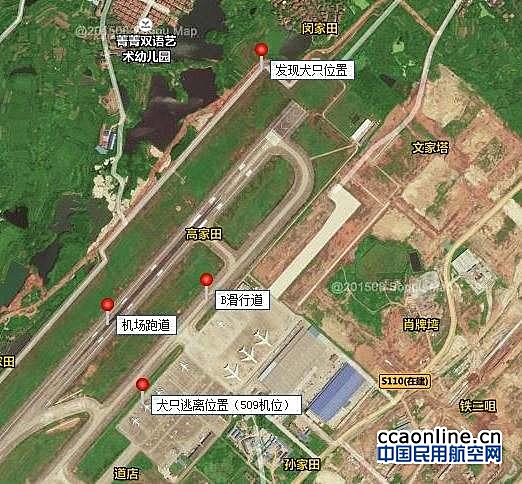 武汉天河机场回应“打狗事件”：8人参与围捕40多分钟