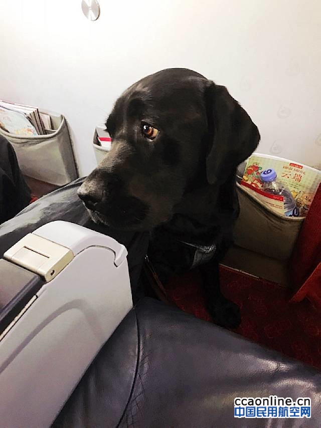 福州航空：拉布拉多导盲犬“小Q”相伴，温暖随行
