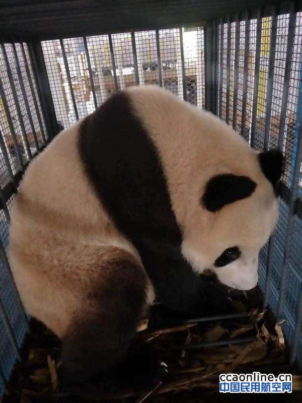 石家庄机场圆满完成“国宝”熊猫运输保障任务