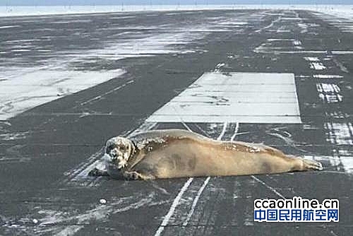 大海豹闯入阿拉斯加机场跑道“拦路”