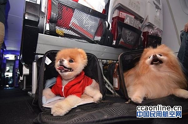 国内首家！海南航空推出“客舱运输宠物”服务