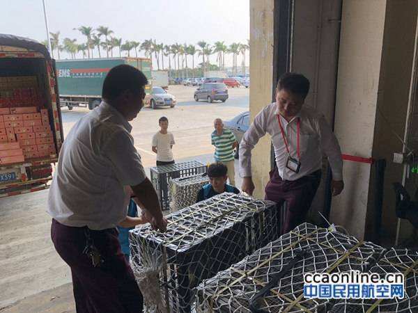 提供优质安全运输服务，美兰货运顺利护送42只博鳌警犬回家