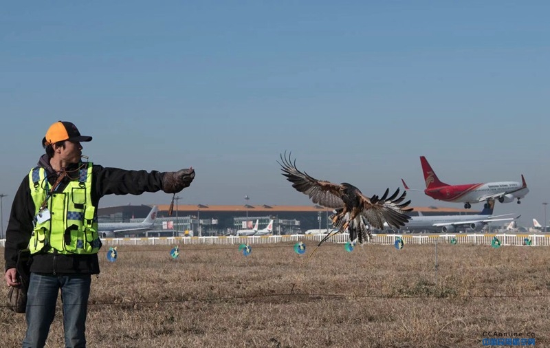 鸟击事件发生数量较往年同期明显上升，首都机场采用鹰隼驱鸟