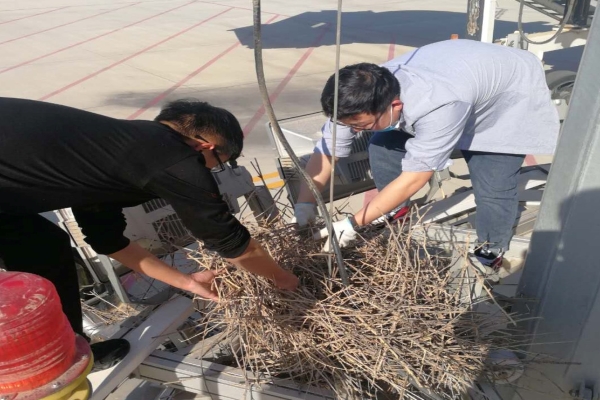 巴彦淖尔机场开展春季鸟巢清理工作