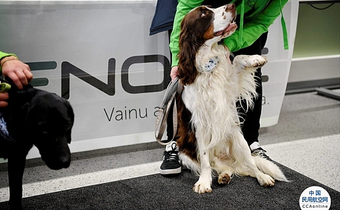 芬兰赫尔辛基机场将部署嗅探犬探测新冠病毒