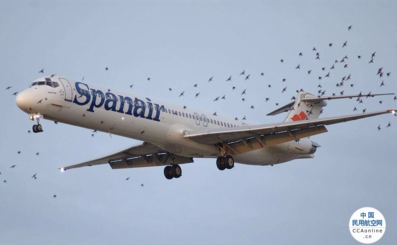 脑洞清奇 美媒：荷兰机场养20头猪，防止鸟撞击飞机引发事故