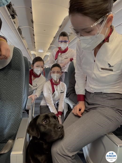 导盲犬陪主人乘飞机  湖南航空迎来特殊旅客