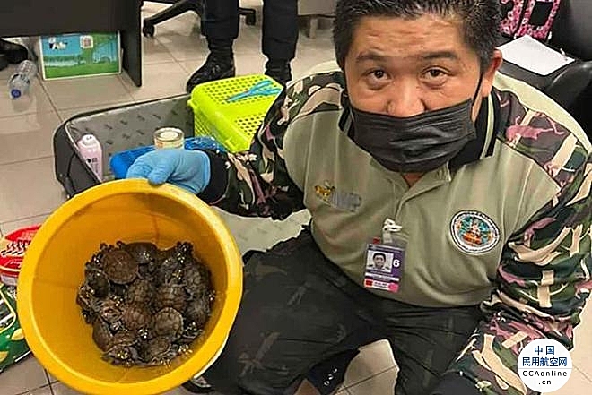 泰国机场查获两女子手提箱中上百只活体动物，包括豪猪、犰狳
