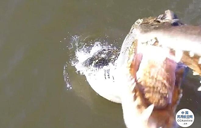 巴西一渔民的无人机在试飞时被鳄鱼一口咬住