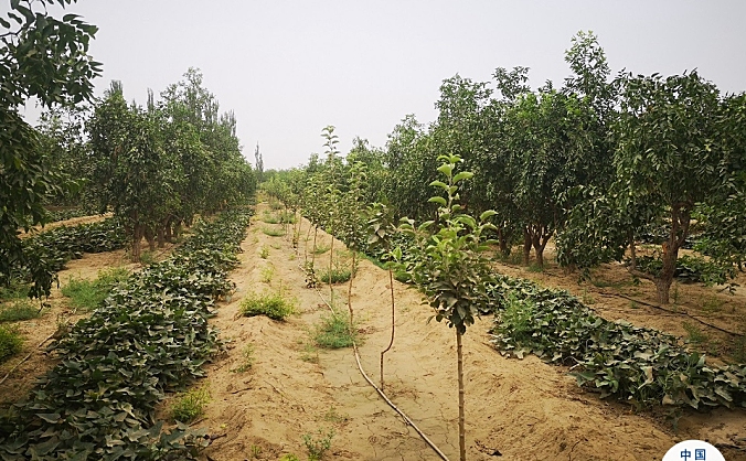 产业帮扶 播下“希望”之种——记和田策勒县达玛沟乡民航特色林果业种植示范园项目