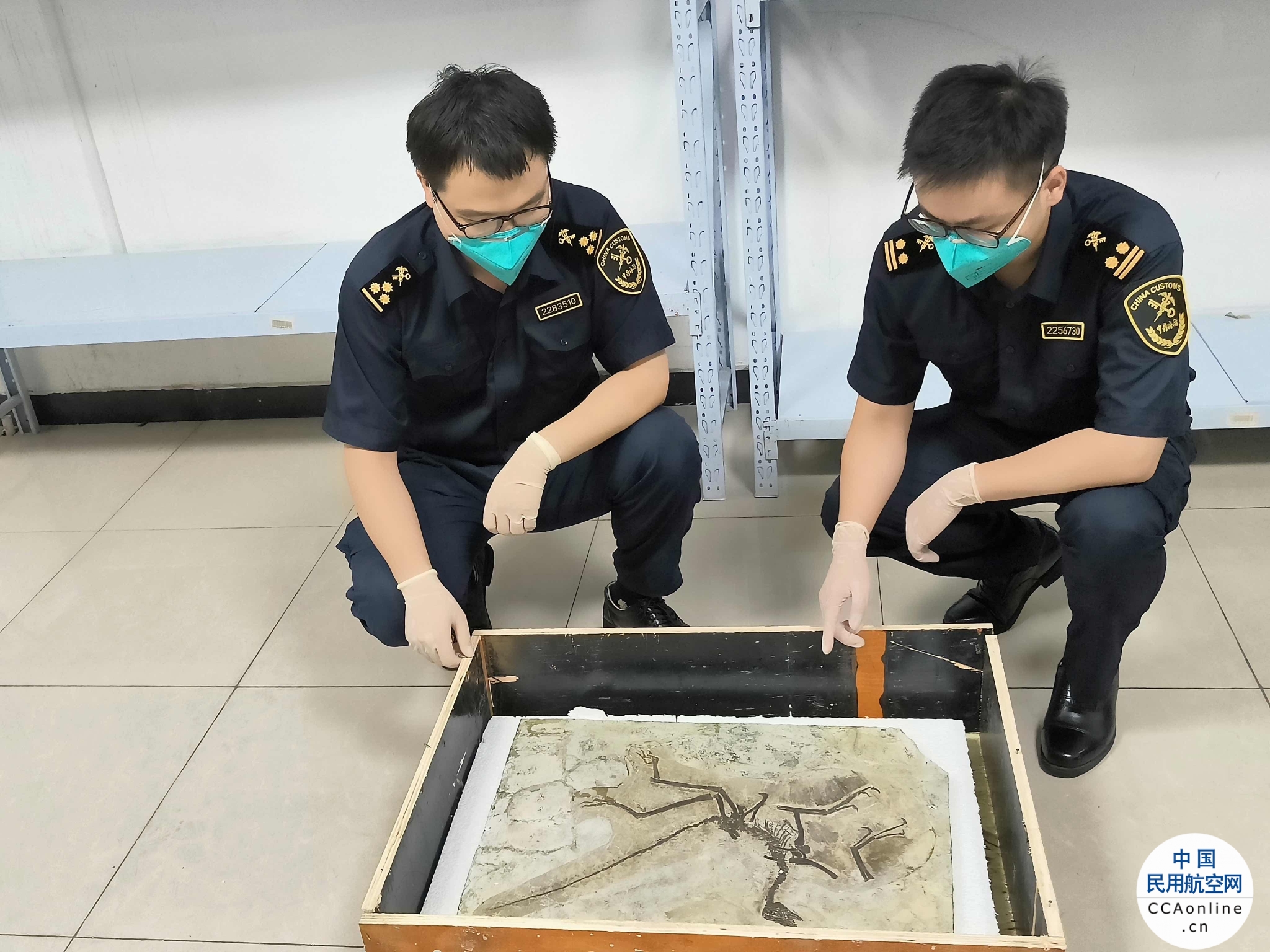 上海海关截获一副禁限出境古生物化石