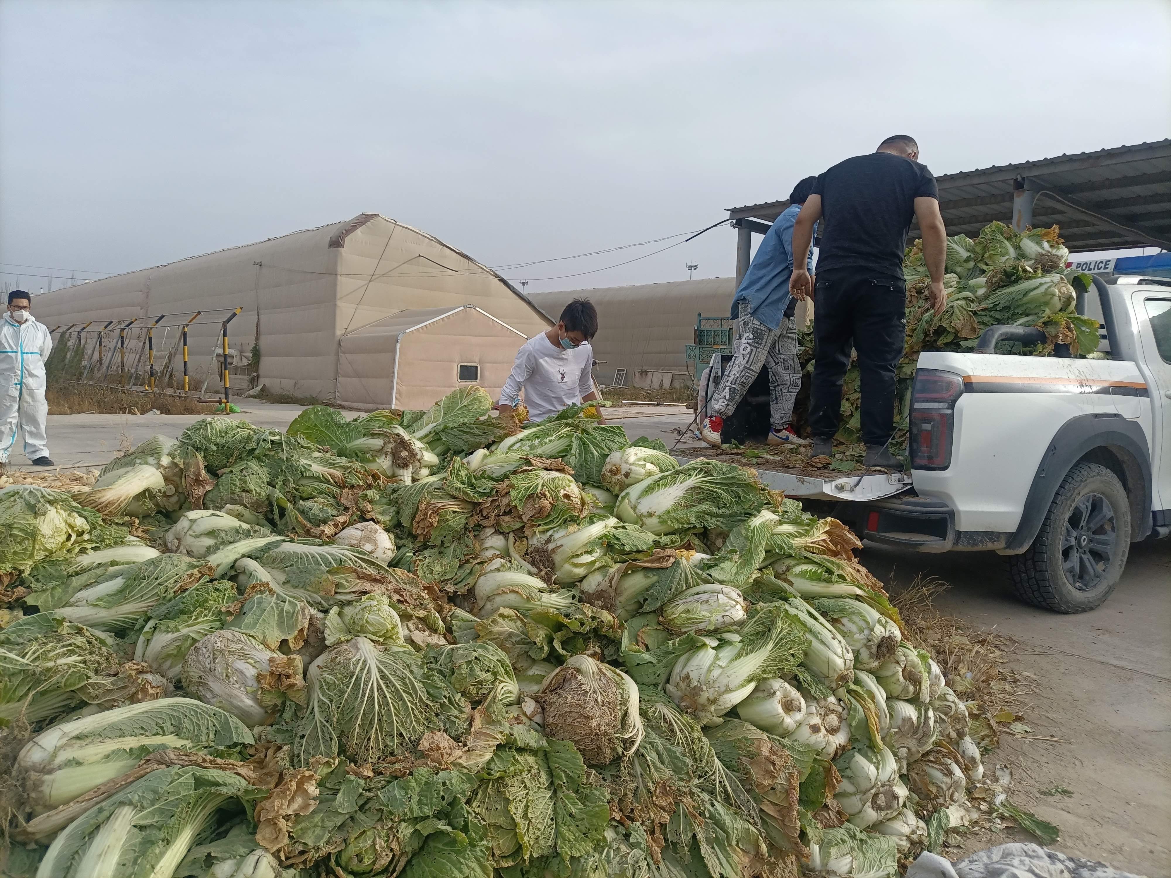 和田机场绿产大棚喜获丰收 有力保供职工食堂