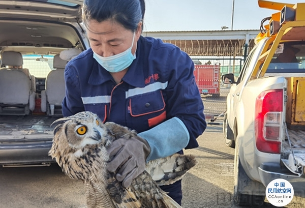 包头机场成功救助国家二级保护动物雕鸮