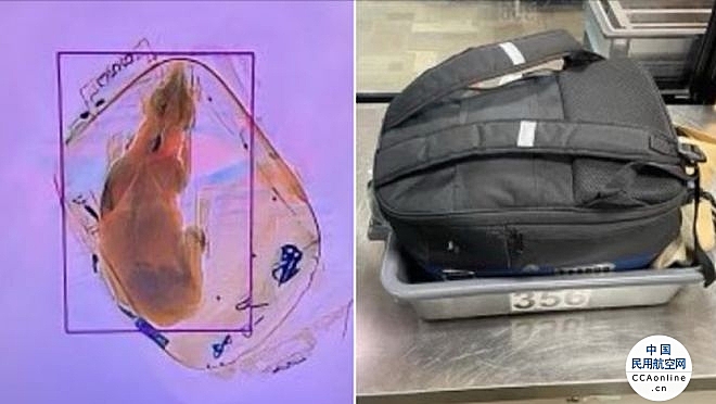 女子将一条狗装在行李包，安检时被发现