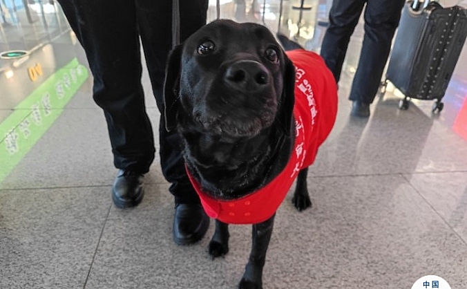 真情服务旅客 福州航空保障携带导盲犬旅客顺利出行