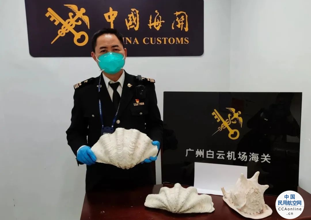 广州海关查获一批濒危动物制品
