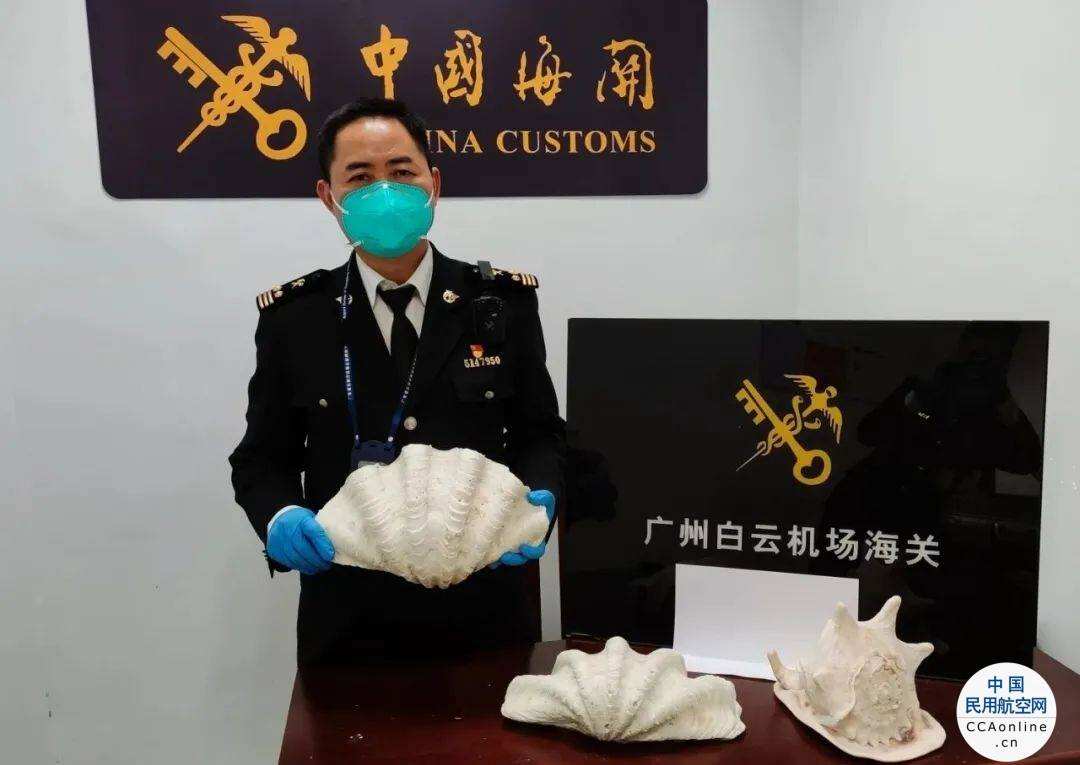 广州海关查获一批濒危动物制品