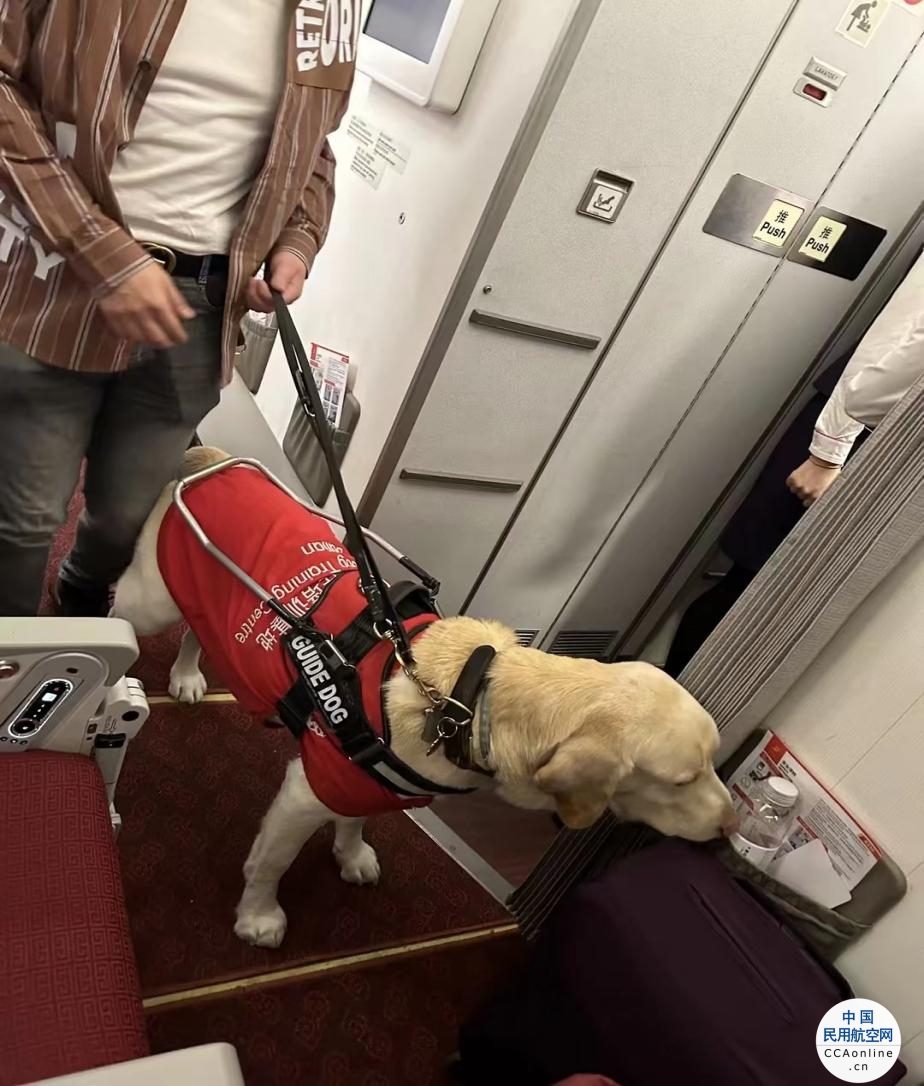 导盲犬与主人的乘机之旅｜首都航空真情相伴，爱心护航
