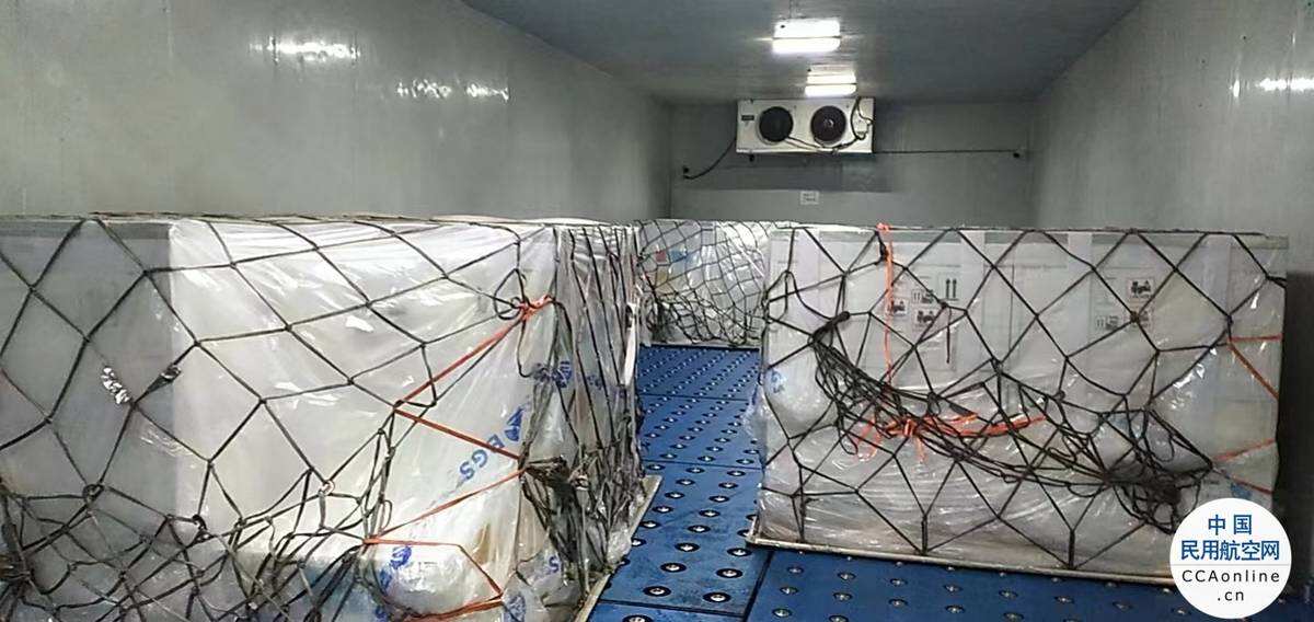暢通國際供應鏈，海航貨運打造高端航空冷鏈運輸服務