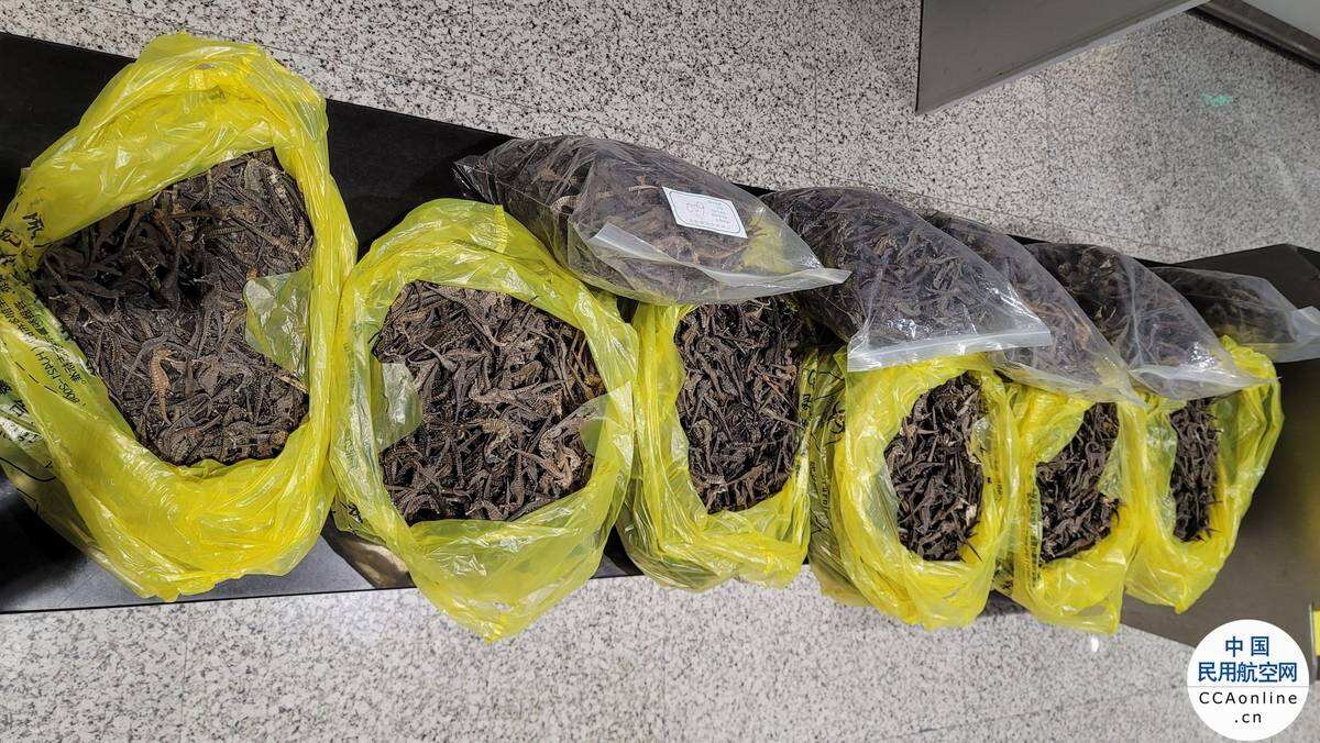 广州海关查获3名旅客违规携带进境的海马干
