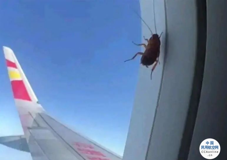 航司回应“蟑螂趴飞机舷窗旅行3000公里”：它在玻璃空隙中，未影响飞行安全