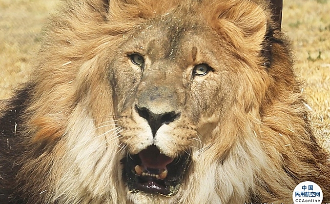 卡塔尔航空货运携手国际动物保护者协会护送野生狮子回归家园，重启自由之旅