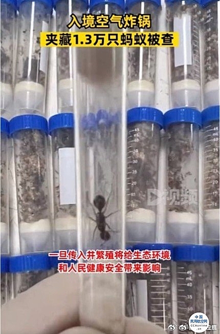 入境空气炸锅夹藏1.3万只蚂蚁被查