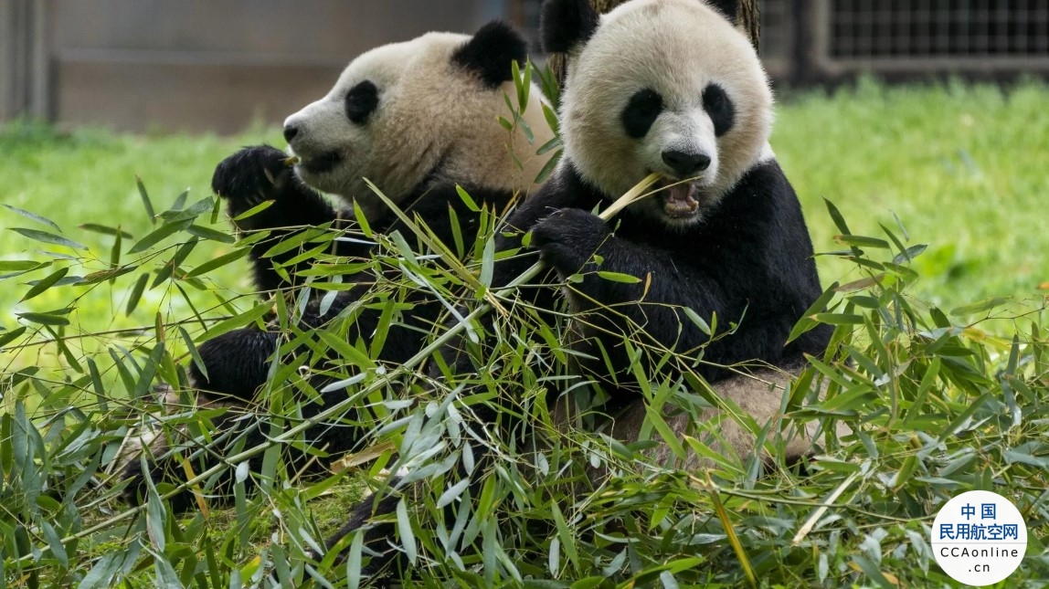 大熊猫一家将乘坐联邦快递熊猫号飞机“返乡”