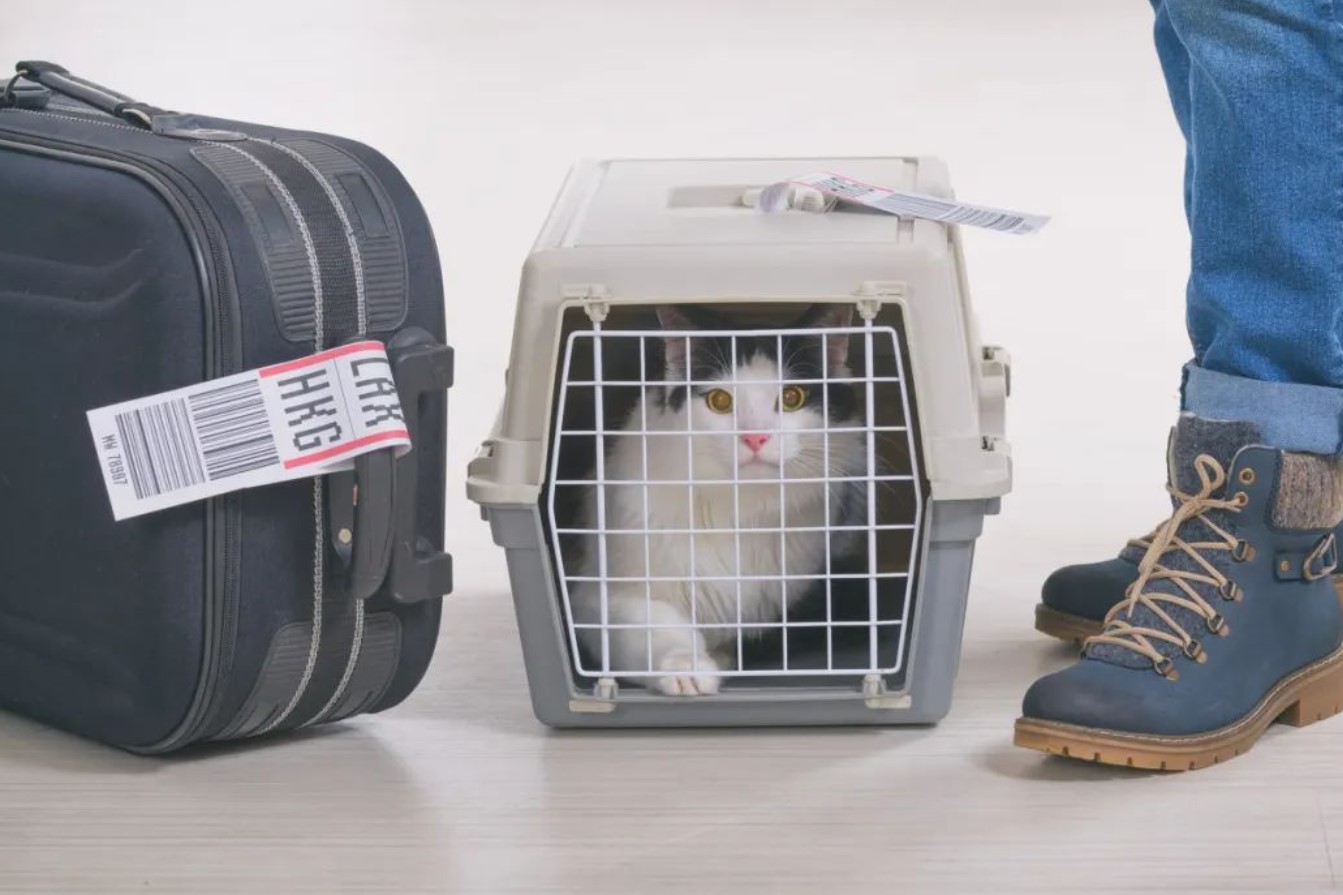 日本航空客机起火致托运宠物死亡 万人签名要求更改宠物运输方式