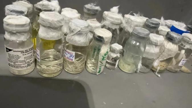 北京大兴机场海关在一旅客行李物品中查获57瓶寄生虫