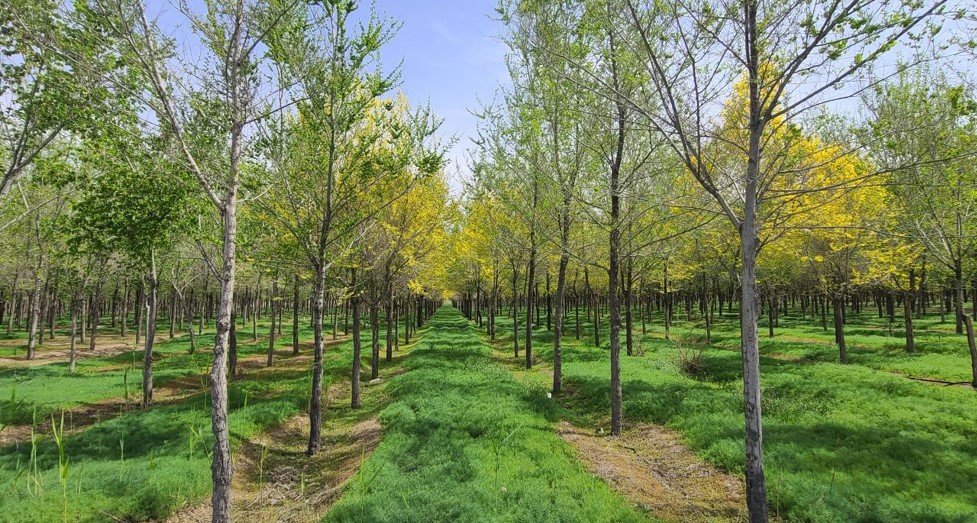 天惠商业公司打造“农牧业科技生态园”昌吉市政府助力新质生产力发展