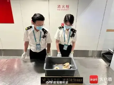 海口機場海關查獲4條活蛇