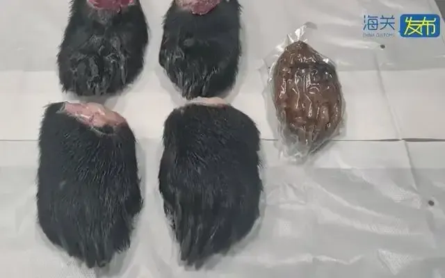 旅客行李箱藏5只熊掌，被膠東機場海關查獲