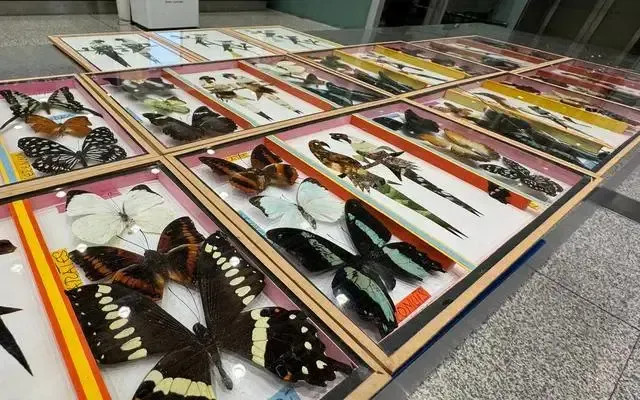首都機場海關查獲入境旅客違規攜帶蝴蝶“標本畫”