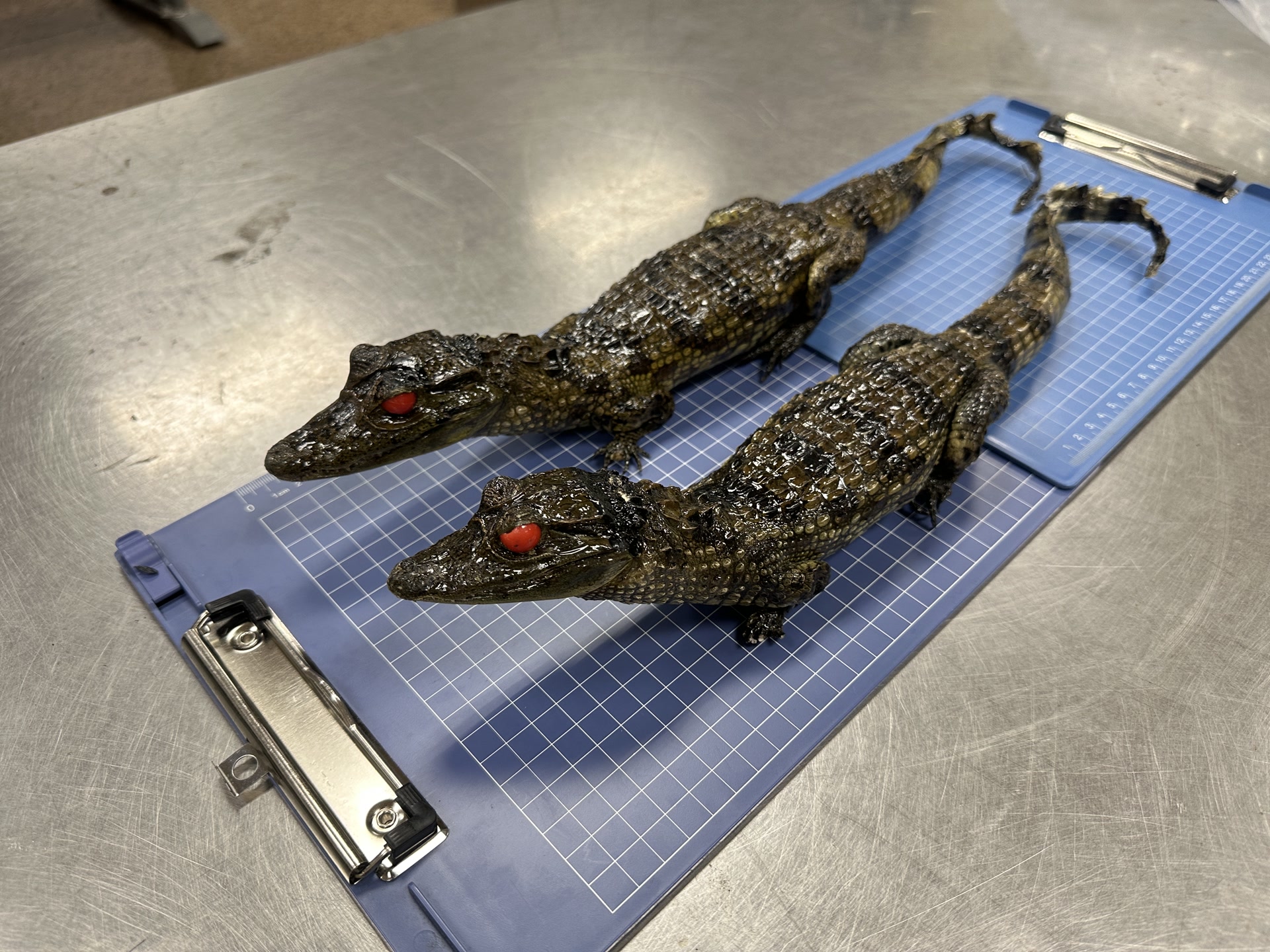 箱内藏鳄鱼，首都机场海关查获旅客违规携带标本2件