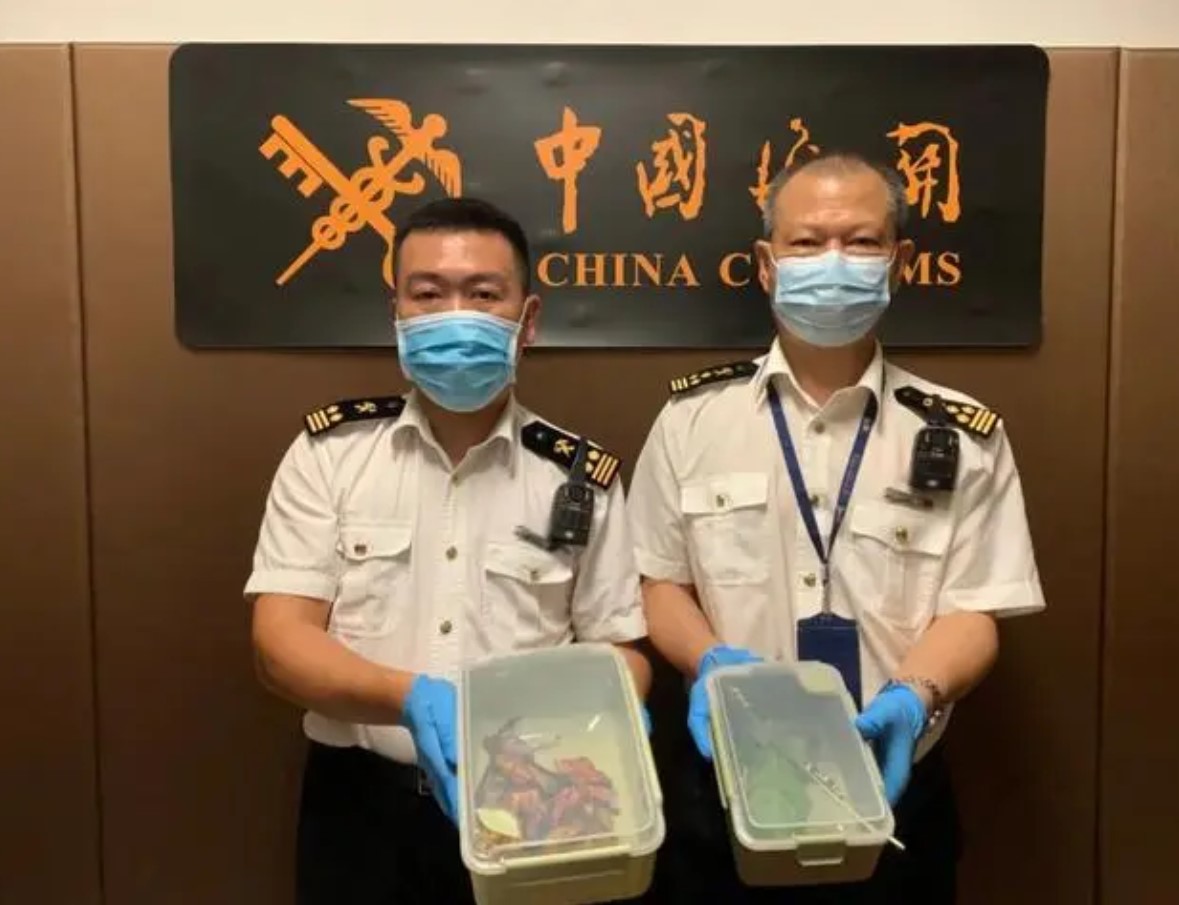 旅客违规带虫进境 白云机场海关截获15只濒危蝴蝶蛹