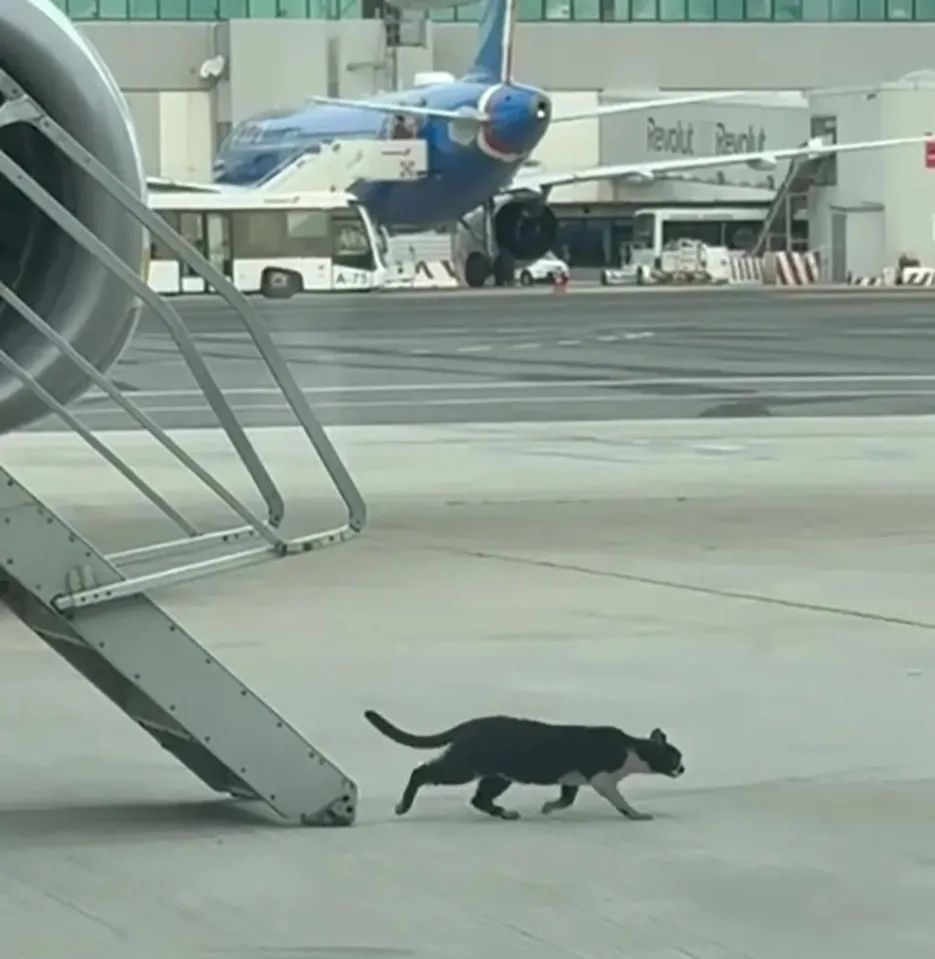 “偷渡猫”将一架瑞安航空波音737硬控两天