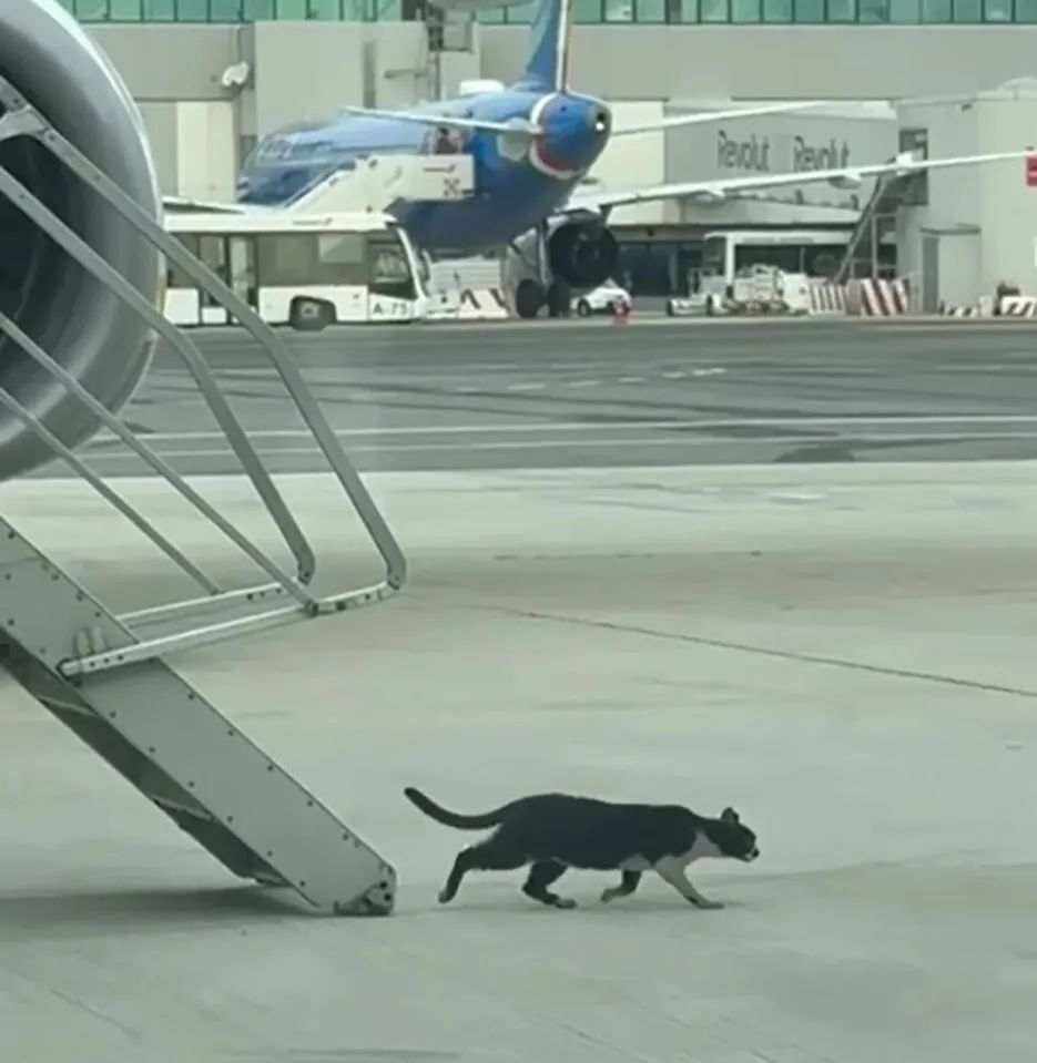 “偷渡貓”將一架瑞安航空波音737硬控兩天