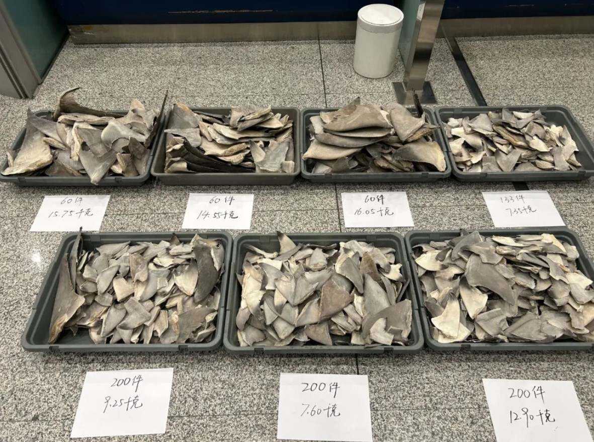 首都機場海關查獲鯊魚翅913件