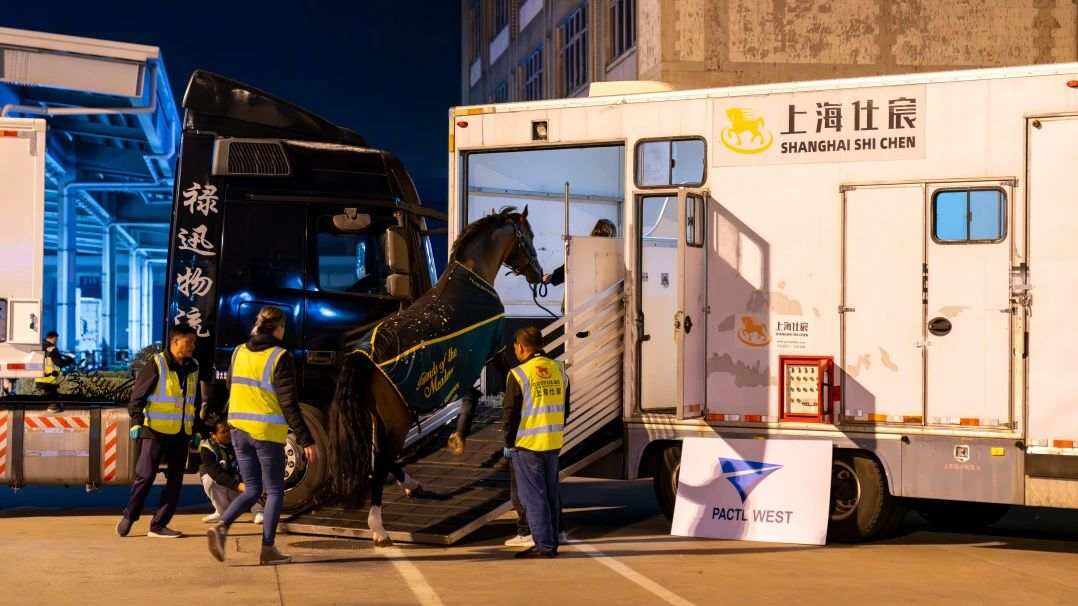 上海機場順利完成國際馬術冠軍賽賽馬包機保障